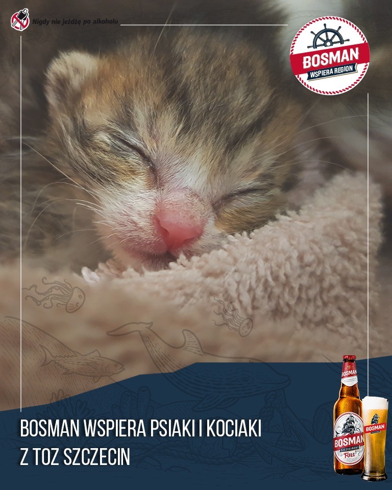 Wspieramy psiaki i kociaki z TOZ Szczecin